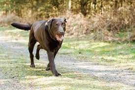 it's always best to check with your veterinarian when your dog starts limping in order to identify the cause and develop a treatment plan to help get back on all four of his paws as. Why Is My Dog Limping On His Back Leg Mission Ridge Animal Hospital
