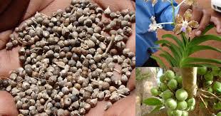 Image result for Vangueria ferruginea