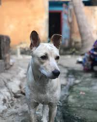 We have been breeding for 15 years plus. French Bulldog Puppies Prescott Az Peepsburgh