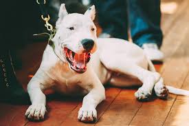 Bull Terrier Bull Terrier Farkli Kafa Yapisi By Enpati Medium