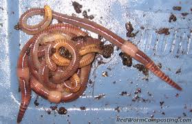 European and african nightcrawlers are larger worms. Red Worms And European Nightcrawlers Red Worm Composting
