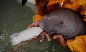 The dugong, dugong dugon, is a large mammal that lives its whole life in the sea. Employee Takes Care Of Baby Dugong At Alobi Wildlife Rescue Center In Indonesia Global Times