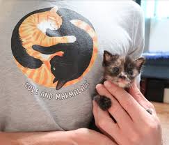 How to show your cat affection! 6 Ways To Show Your Cat You Love Them During Quarantine And Beyond Cole Marmalade