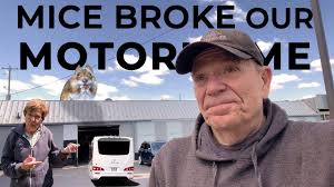 How To Keep Mice Out Of Camper (5 Best Ways)