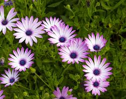 We did not find results for: 23 Common Types Of Daisies Photos Details Trees Com