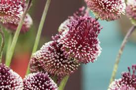 Oltre alle loro forme così varie e alle infinite sfumature di colori, quello che rende i fiori così speciali è spesso il loro profumo. Allium Un Bulbo Che Produce Dei Magnifici Fiori Dal Forte Odore Di Aglio
