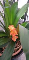 Image result for Clivia miniata