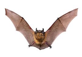 The good news is that because this call has an ultrasonic frequency, we are unable to hear it. Using Exclusion To Remove Bats From Your House Old House Journal Magazine