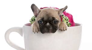 Find us also on instagram and youtube at houseoffrenchies and. Teacup French Bulldog What To Know Before Buying Care My Dogs Info