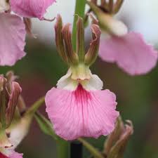 Image result for Eulophia guineensis