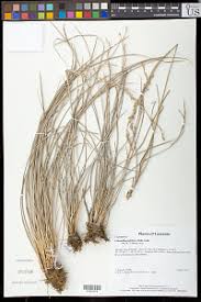 Image result for Coleochloa