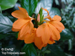 1 2 3 4 5 >. Crossandra Infundibuliformis Crossandra Undulifolia Orange Tropic Flame Toptropicals Com