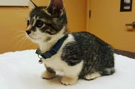 Check spelling or type a new query. Munchkin Cat Alchetron The Free Social Encyclopedia