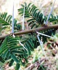 Image result for Acacia amythethophylla