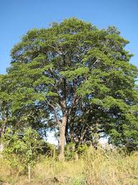 Image result for Breonadia