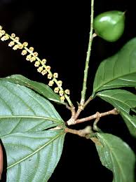 Image result for Rinorea