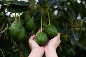 In addition, avocado trees prefer high humidity of 60 to 80 percent. Avocado Tree How To Grow Care For And Harvest Avocados