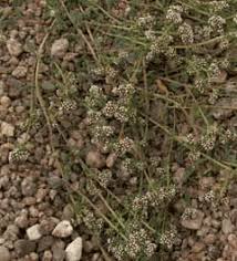 Image result for Corrigiola