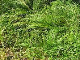 Image result for Carex tricholepis