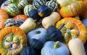 Image result for Cucurbitaceae