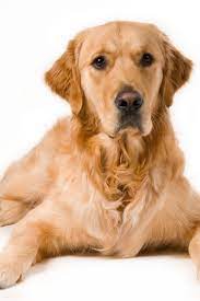 Portrait Of A Golden Retriever With White Background Goldenretriever Golden Retriever Retriever Dogs And Puppies