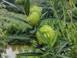 Image result for Gomphocarpus physocarpus