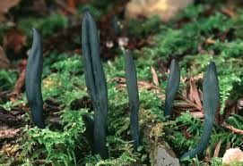 Image result for Microglossa densiflora