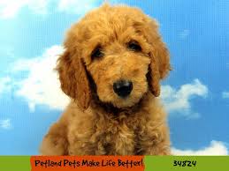 Best goldendoodle and bernedoodle breeder in arthur, illinois, and surrounding areas. Goldendoodle Puppies Petland Pets Puppies Chicago Illinois