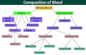 Connective Tissues