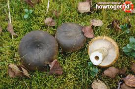 Kendine özgü yoğun bir kokuya sahip olan siyah trüf yumrusunun içinin etli kısmı kahverengidir ve beyaz damarlı bulunur. Siyah Meme Nerede Buyudugunun Bir Aciklamasi Mantarin Toksisitesi