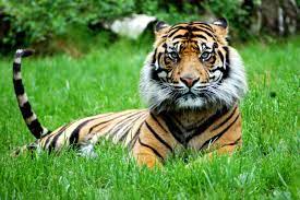 Sumatran Tigers Have The Longest Whiskers Of All Tigers Perfect Sensors In The Dark Dense Jungle Sumatran Tiger Tiger Animals Wild
