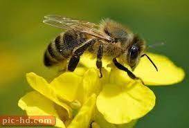 صور النحل وفوائده معلومات عن النحل different types of bees types of bees bee
