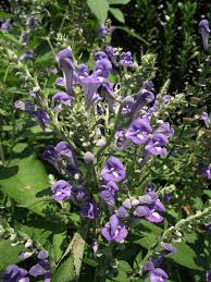 Image result for Scutellaria violascens