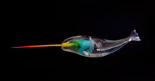 Where Do Narwhals Get Their Horns Resin Sculpture Rainbow Magic Narwhal