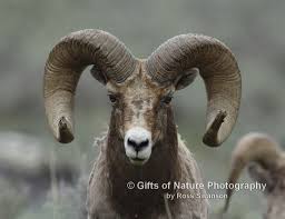 Sheep Ram Head Profile X9a6717 Animals Ram Head Sheep