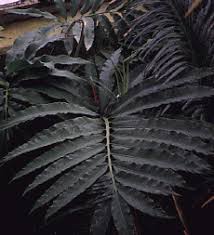 Image result for Stangeria eriopus