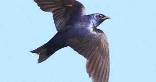 Big Black Bird With White Wing Tips Purple Martin American Bird Conservancy Purple Martin Martin Bird Bird Life List