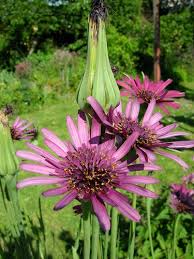 Image result for Psophocarpus lancifolius