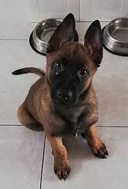 Vacunados, desparasitados, macho 2,500 hembra 2,000. Pastor Belga Malinois Wikipedia La Enciclopedia Libre