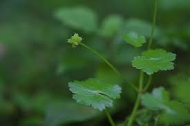 Image result for Hydrocotyle sibthorpioides