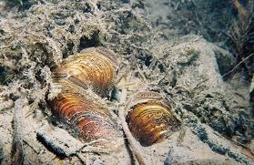 Image result for Bothriocline muschleriana