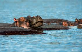 Shop — Clyde Elmore Photography