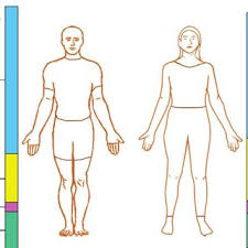Discover thousands of premium vectors available in ai. Differences Between Men S And Women S Human Body Composition 7 Download Scientific Diagram