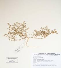Image result for Zygophyllum cuneifolium