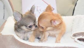 The puppies often are born by cesarean section, because the mother dog has a small pelvis and each puppy has a large head. The Teacup Chihuahua Answering Your Questions About The Smallest Dog In The World K9 Web