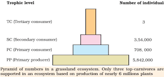 As you go up the trophic pyramid, the total number of organisms (or biomass) at the next level decreases because much of the original energy captured from the sun during photosynthesis is lost at each level of the trophic pyramid (see explanation below). Energy Flow Through An Ecosystem Ecological Pyramids Pmf Ias