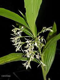 Image result for Corymborkis corymbis