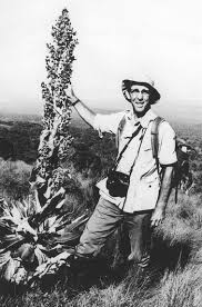 Image result for Asystasia hedbergii