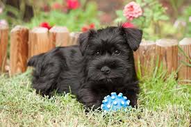 Miniature Schnauzer Dog Breed Information