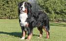Bernese Mountain Dog Puppies NY – Beautiful Bernese ...